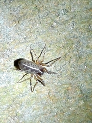 Segestria senoculata