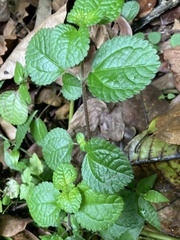 Pilea nummulariifolia