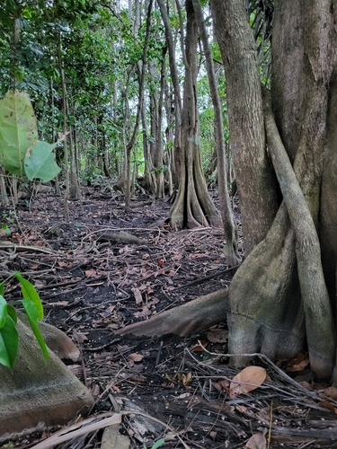 Pterocarpus officinalis - Whole tree