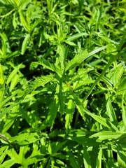 Filipendula rubra