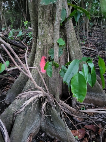 Pterocarpus officinalis - Whole tree