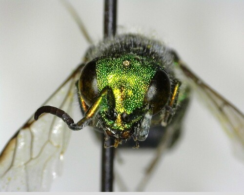 iNaturalist observation photo of Chrysura