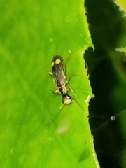 Malthinus seriepunctatus