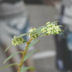 Euphorbia lasiocarpa