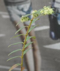 Euphorbia lasiocarpa