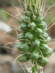 Albuca virens image