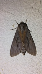 Lapara coniferarum