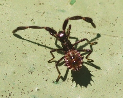 Coreus marginatus