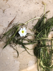 Ranunculus fluitans