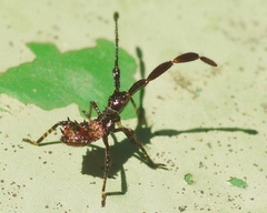 Coreus marginatus