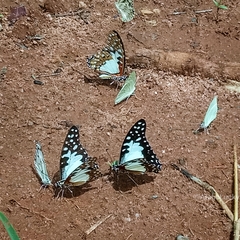 Graphium angolanus baronis
