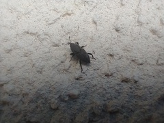 Sphenophorus parvulus