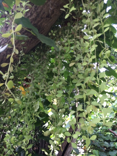 Dischidia oiantha, photograph 6