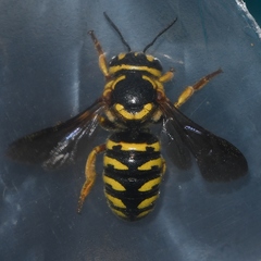 Dianthidium curvatum