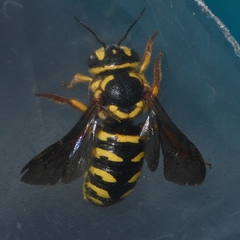 Dianthidium curvatum