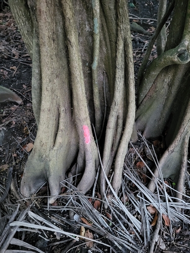 Pterocarpus officinalis - Leaves
