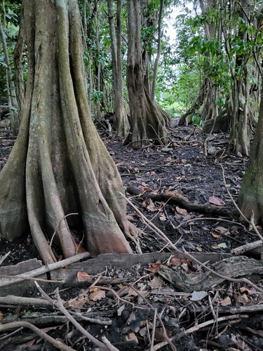 Pterocarpus officinalis - Whole tree