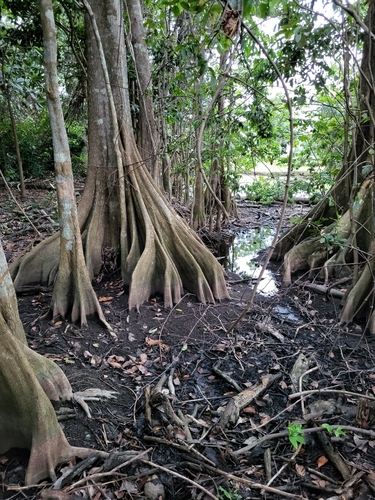 Pterocarpus officinalis - Leaves