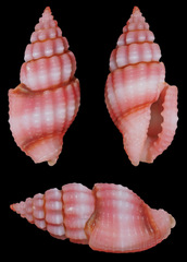 Lienardia rubida