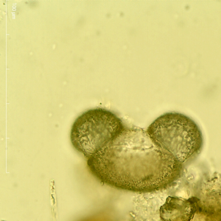 conifers from Legion Rd, Chapel Hill, NC 27517, USA on June 16, 2022 at ...