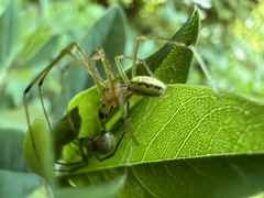 Enoplognatha ovata