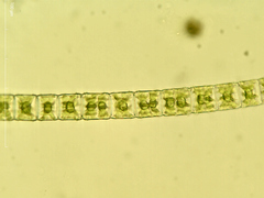 Desmidium