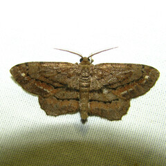 Hypagyrtis brendae