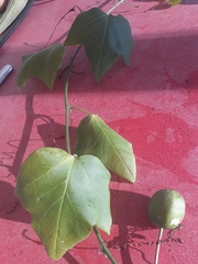 Passiflora herbertiana herbertiana