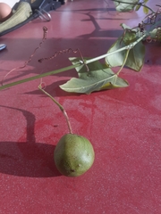 Passiflora herbertiana herbertiana