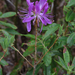 Rhododendron canadense - Photo (c) Kari Pihlaviita,  זכויות יוצרים חלקיות (CC BY-NC)