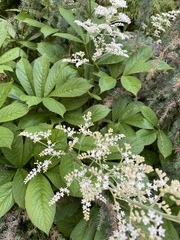 Rodgersia