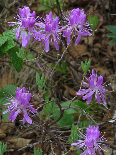 Rhodora