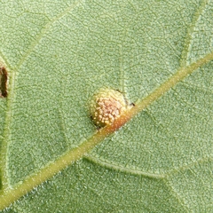 Puccinia silphii