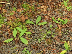 Scoliopus hallii