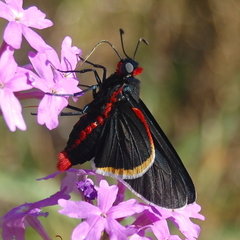 Mysoria barcastus