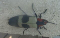 Chrysochroa buqueti
