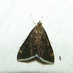 Pyrausta niveicilialis