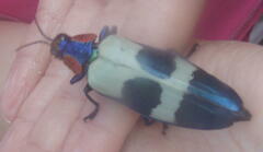 Chrysochroa buqueti