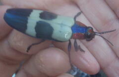 Chrysochroa buqueti