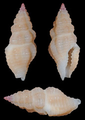 Lienardia vultuosa