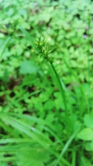 Carex laevivaginata