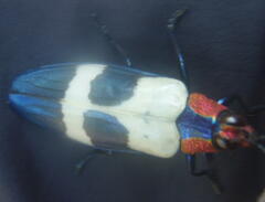 Chrysochroa buqueti