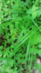 Carex laevivaginata