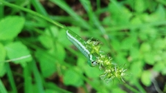Carex laevivaginata