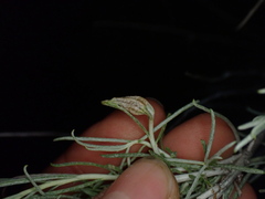 Gnorimoschema octomaculella