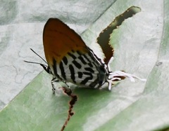Drupadia ravindra moorei