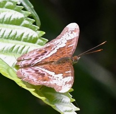 Lebadea martha parkeri