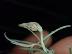 Gnorimoschema octomaculella