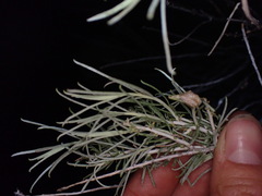 Gnorimoschema octomaculella