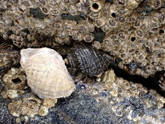 Nucella canaliculata